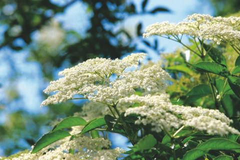 Blu__tensta__nde_des_Schwarzen_Holunders__Sambucus_nigra__ Blu__tensta__nde_des_Schwarzen_Holunders__Sambucus_nigra__